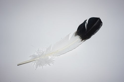 Imitation Bald Eagle Feather