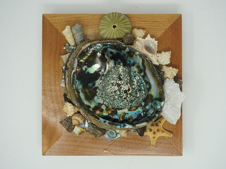 Display Abalone Shell