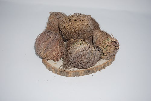 Rose of Jericho | Jericho Flower