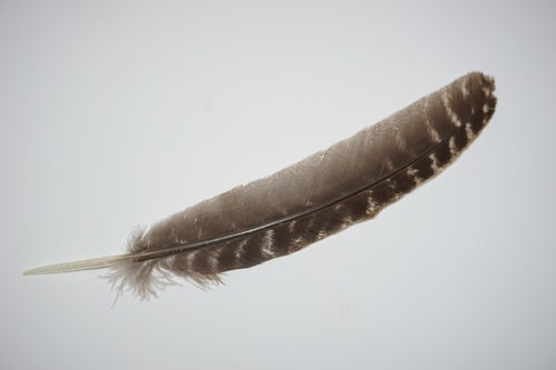 Sacred Turkey Feather